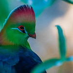 Fischer's Turaco