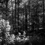 Sous la lumi&egrave;re