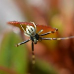 Crab fishing! Misumena vatia (Male)
