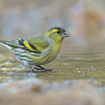 Lucherino (Carduelis spinus)