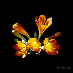 Clivia