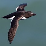 Razorbill
