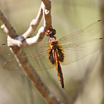 Hyacinth Glider (Miathyria marcella)