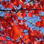 Sunday Greetings: A colourful Autumn series (+4)