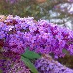 Buddleia