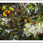 A LIFE WITH NO NAME (UNE VIE SANS NOM)