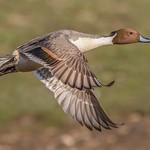 Northern Pintail