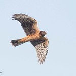Northern Harrier