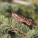 American Bird Grasshopper