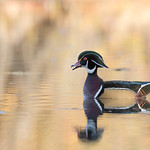 Canard Branchu (M&acirc;le) - Wood Duck