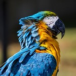 Arara Canind&eacute;