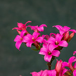 Pink Kalanchoe bloom in our garden