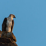 Eastern Osprey