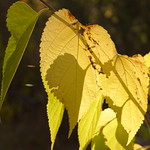 Осенние зарисовки / Autumn sketches (4)