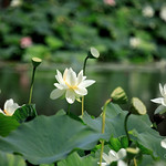 Jacqui B Phototgraphy at the Blue Lotus Gardens