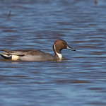 Male Northern Pintail (Anas acuta)