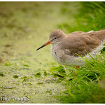 Redshank at the Waters Edge