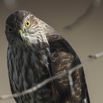 Looking at you looking at me, perhaps, 2 of 3