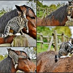 ~~ 1 , 2, 3 , 4 ... une bonne place pour faire sa toilette ! ~~