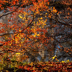 Lumi&egrave;re d'automne