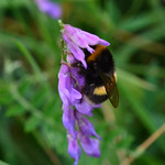 Queen Buff Tailed Bumblebee ?