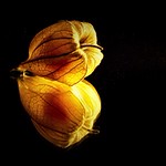 Physalis