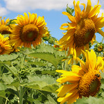 Sunflowers - Eckert&rsquo;s Belleville Farm