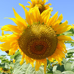 Sunflowers - Eckert&rsquo;s Belleville Farm