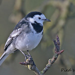 PIED WAGTAIL // MOTACILLA ALBA YARRELLII (18cm)