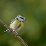 Blue tit (2)