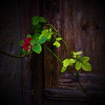 L&rsquo;uomo che &egrave; cieco alle bellezze della Natura, ha perduto met&agrave; del piacere di vivere. (Powell)