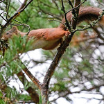 Red Squirrel