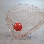 Amour en cage, le retour !