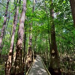 The Boardwalk Loop with Tall Cypress Trees All Around (Congaree National Park)