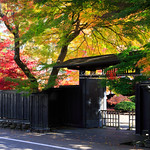 JAPAN AUTUMN