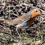 Playing in a Puddle, European Robin (Erithacus rubecula), Wadi Al Wala, Madaba Governorate, Jordan