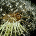 vilanos de diente de le&oacute;n