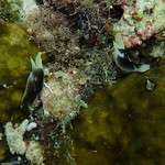 Lovely headshield slug