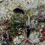 Lovely headshield slugs