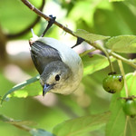 Nilgiri flowerpecker
