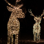 Reindeers at arctic circle