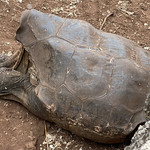 The Gal&aacute;pagos Giant Tortoises (Chelonoidis Niger), the Charles Darwin Research Station, Isla Santa Cruz, the Gal&aacute;pagos Islands, Ecuador.