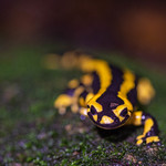 salamandre