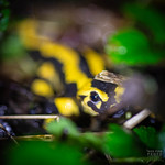 salamandre
