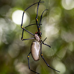 Golden silk orb-weaver