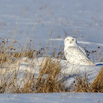 Snow Owl (m)