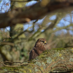 the observer buzzard 2020