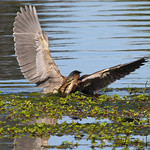 Green heron vs Frog. This photo was selected to exhibit at the Snow Goose Festival at the Museum of Northern California Art in Chico, CA. The theme is wildlife of the Pacific Flyway.