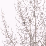 Dream big little one