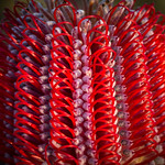 Scarlet banksia flower pattern